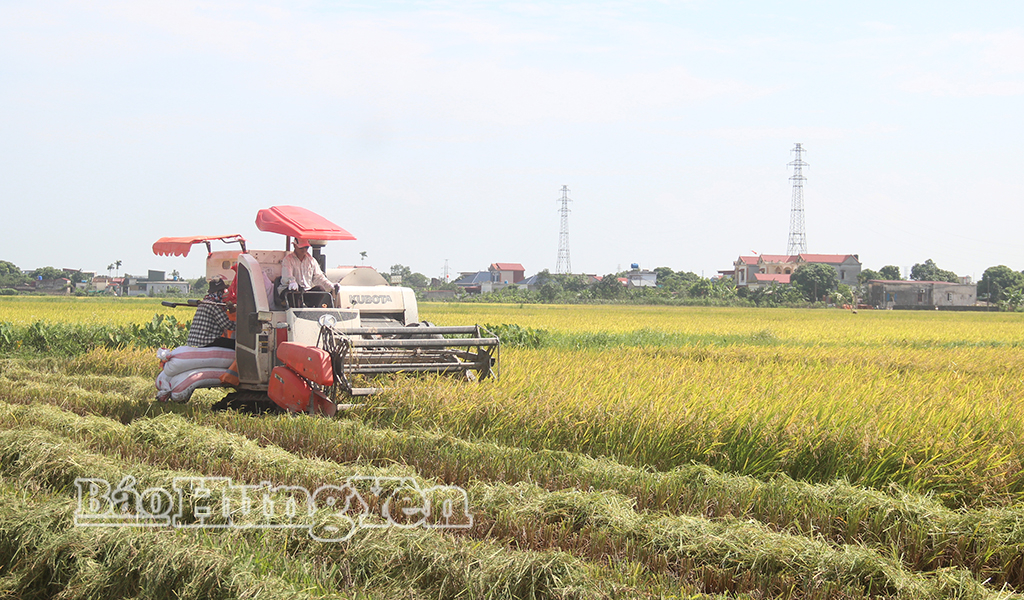 Nông dân hối hả xuống đồng thu hoạch lúa xuân