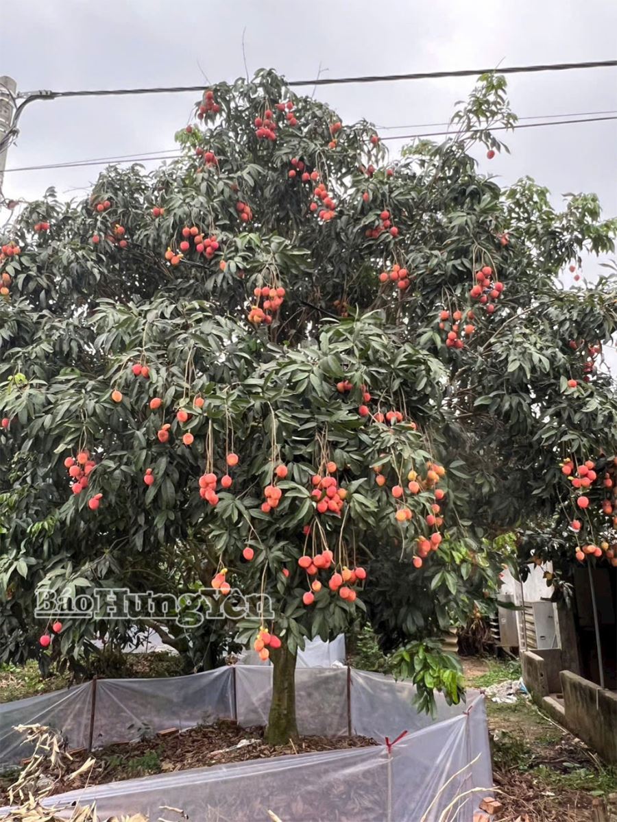 Ngọt, thơm vải trứng Hưng Yên